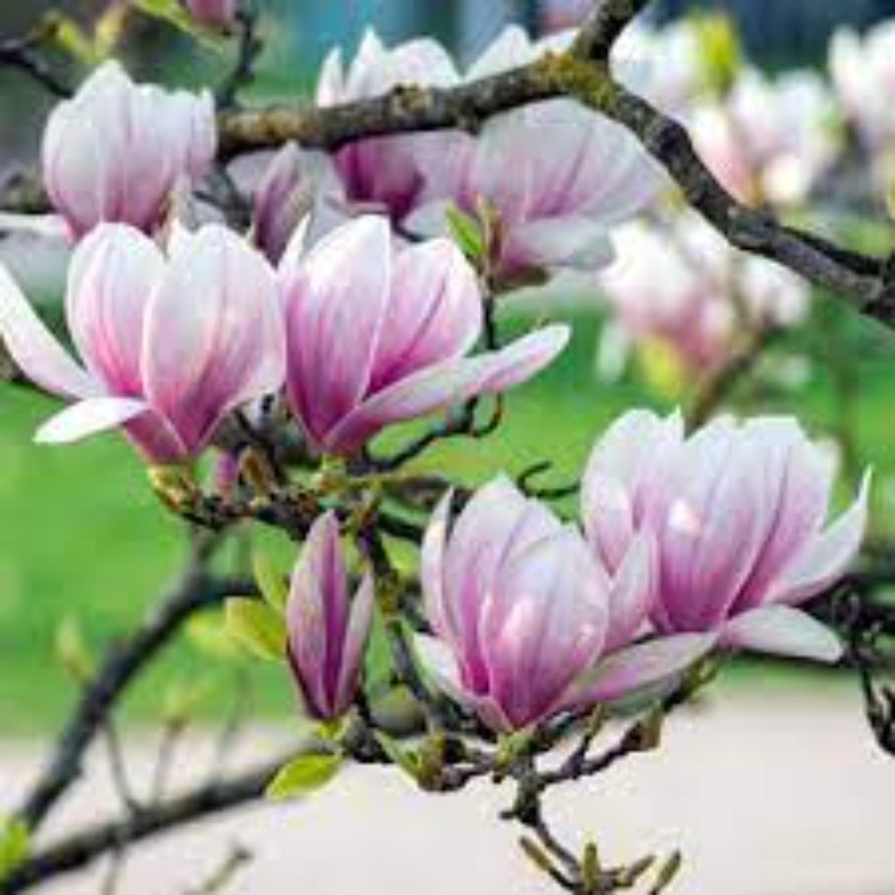 Magnolia a classic southern oil fragrance 2oz.